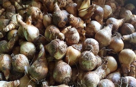 Cebulki Onkili Czekaj Na Zasadzenie Pola Nadziei W Gorzowie