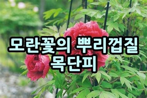 산야초 목단 꽃말 작약 주의사항 5가지