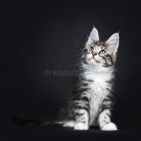 Silver Tabby Maine Coon Kitten Sitting Straight Stock Image Image Of