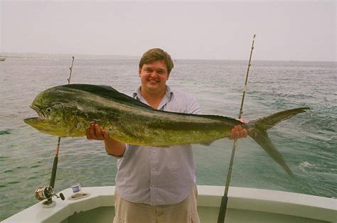 Mahi-Mahi: The Beautiful and Unique Dolphin Fish - Ocean Info