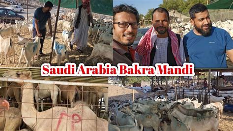 Qurbani Ka Bakra Le Lya Bakra Mandi In Saudi Arabia Goat Camel Andcow