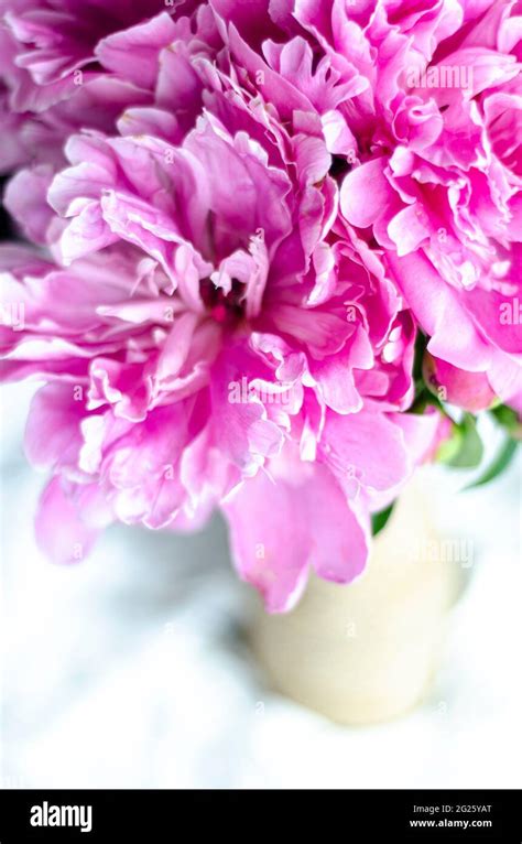 Pink Flowers In A Vase Top View Stock Photo Alamy