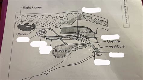 Female Repro Diagram Quizlet