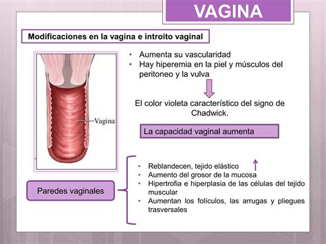 Modificaciones Gravidicas Locales Pptx