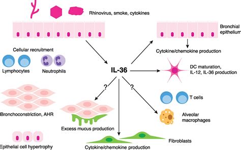 Regulation And Function Of Interleukin‐36 Cytokines In Homeostasis And Pathological Conditions