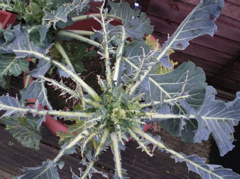 Garden pests and diseases, and how to deal with them – Penny Golightly