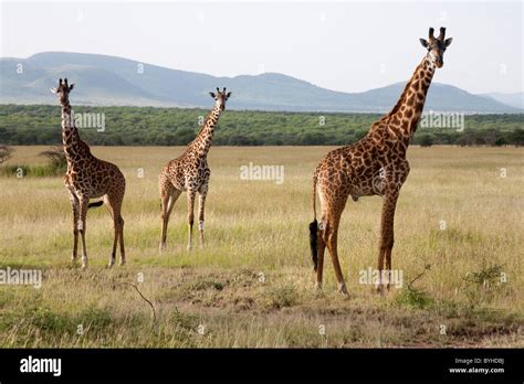 Serengeti Hi Res Stock Photography And Images Alamy