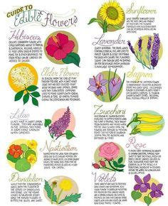 82 Common Edible Flowers - Preparedness AdvicePreparedness Advice