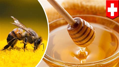 Honey Pesticide Contamination 75 Of Global Honey Contains Yummy Insecticides Tomonews Youtube