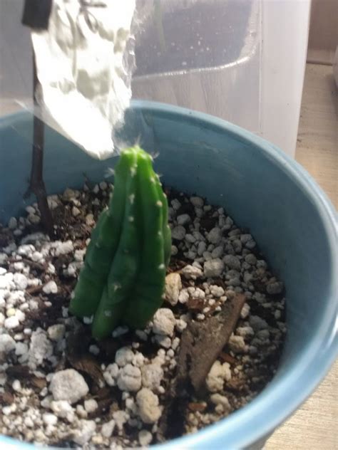 Official Trichocereus Thread Other Growables Growery Message Board
