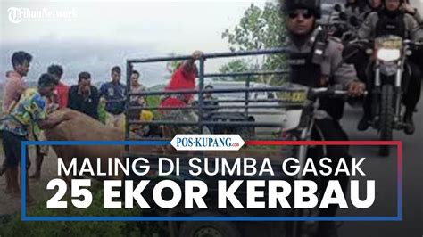 Ekor Kerbau Diamankan Polres Sumba Barat Dari Ekor Yang Diduga