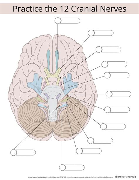 Learn The 12 Cranial Nerves By Printing As Many Of These Sheets As You