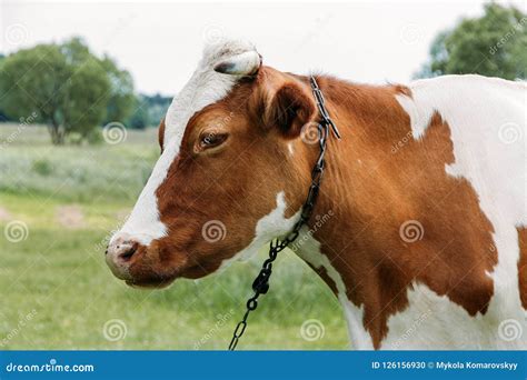 Cow With Chain On Neck Stock Photo Image Of Mammal 126156930