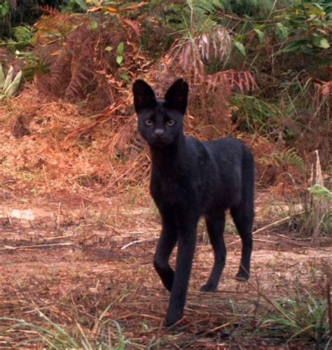 Very Rare Black Serval Cat Spotted In Kenya Catman