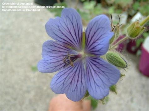 Plantfiles Pictures Geranium Dwarf Cranesbill Hardy Geranium Renard