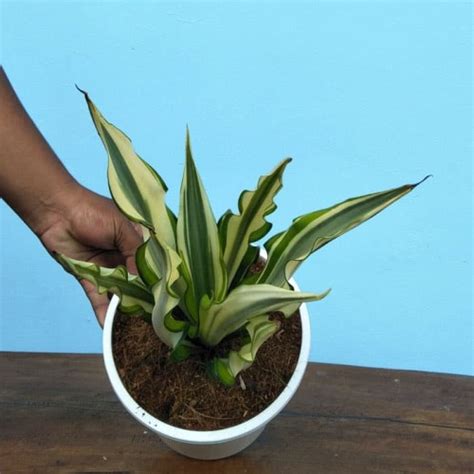 Jual Tanaman Agave Gigantea Daun Kuning Cocok Untuk Tanaman Pot Dan