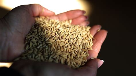 Basmati Rice Is Priced At 850 Per Tonne After The Government Reduces