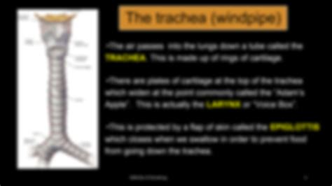 SOLUTION Breathing Gaseous Exchange And Respiration Summary Studypool