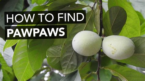 How To Find Pawpaws In The Wild Youtube