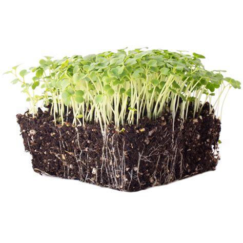 Green Mustard Microgreens Seeds 1 Oz 18000 Seeds Grow Non Gmo