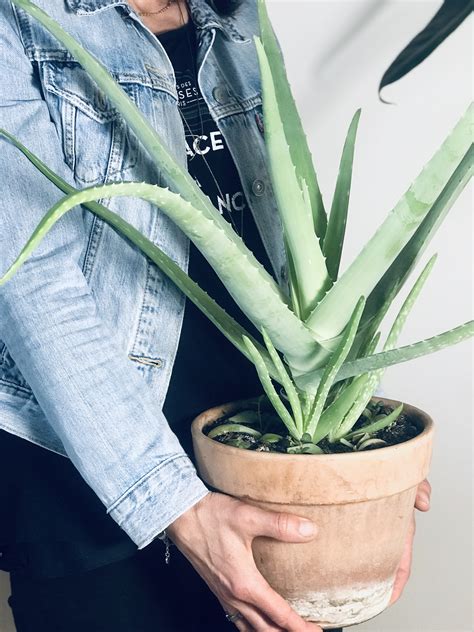 Comment entretenir son Aloe vera Osez Planter Ça Pousse