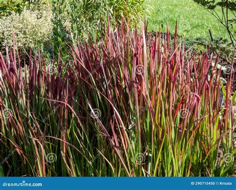 A Japanese Bloodgrass Cultivar Imperata Cylindrica Red Baron With Red