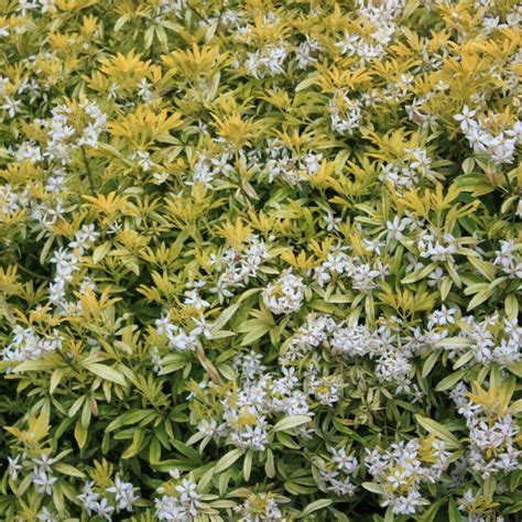 Buy Choisya X Dewitteana Goldfingers Mexican Orange Blossom Hardy