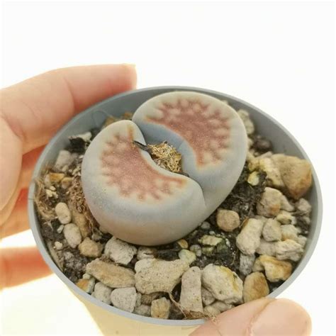 Lithops Karasmontana Lateritia Red Top 6 5 Cm Aizoaceae Giromagi