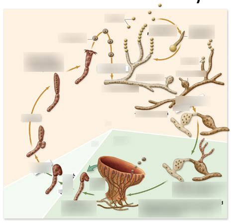 Ascomycota Life Cycle