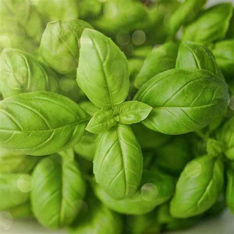 Basilic Aromatique Vente Plant Ocimum Basilicum Grand Vert