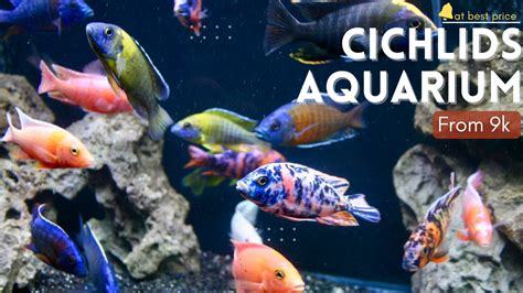 African Cichlid Aquarium – Wonder Pets and Aquariums