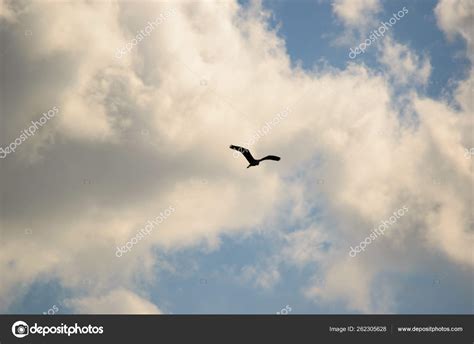 Single Large Bird Flying Blue Sky Filled Scattered White Clouds — Stock