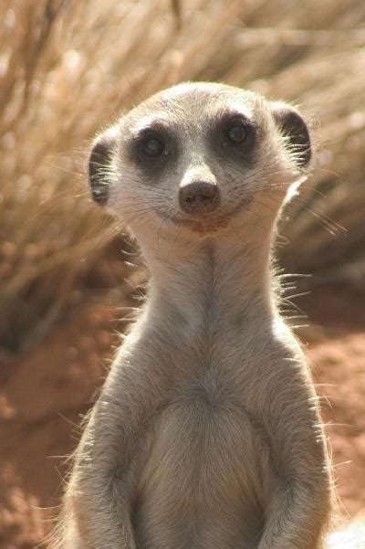 Ubuntu Maverick Meerkat Sortie Le Octobre D Couvrir