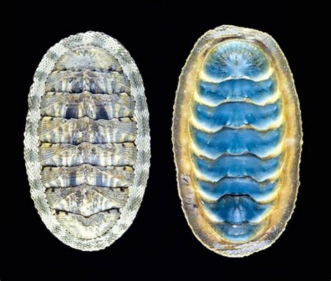 Chiton Squamosus Monaco Nature Encyclopedia