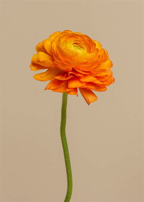 Blooming Orange Ranunculus Flower Premium Photo Rawpixel