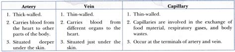 Difference Between Arteries Veins Capillaries