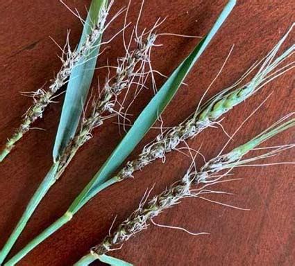 Wheat Disease Update September Oklahoma State University