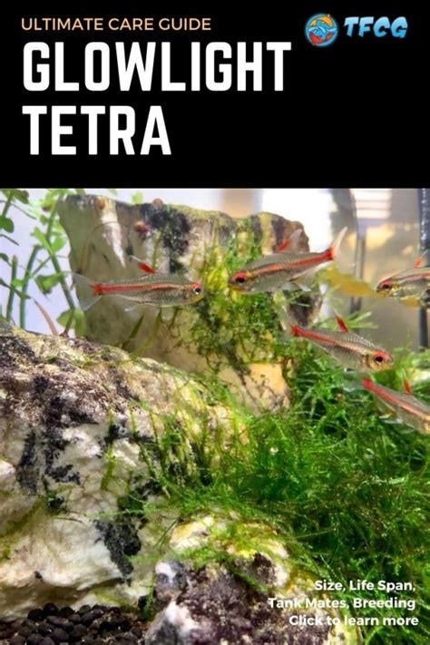 Glowlight Tetra Complete Care Guide: Tank Size, Tank Mates, Breeding