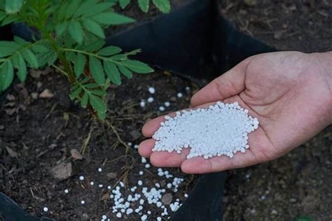 Common Uses And Applications Of Calcium Nitrate Fertilizer Flash