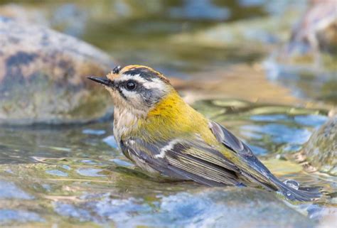 A la recherche de l'oiseau bleu - 2020 - 2ème semestre