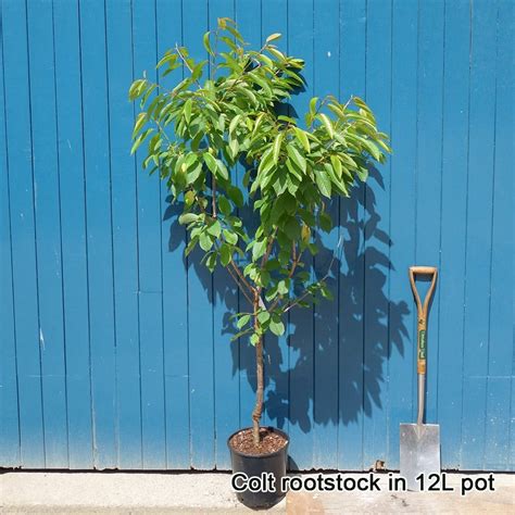 Sweetheart Cherry Tree Buy Sweet Eating Cherry Trees Online