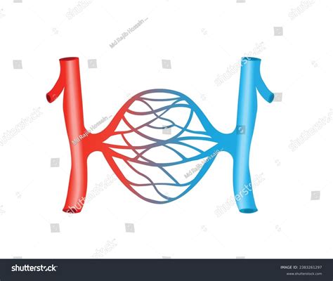 Blood Vessels Scheme Heart Cells Flow Stock Vector (Royalty Free ...