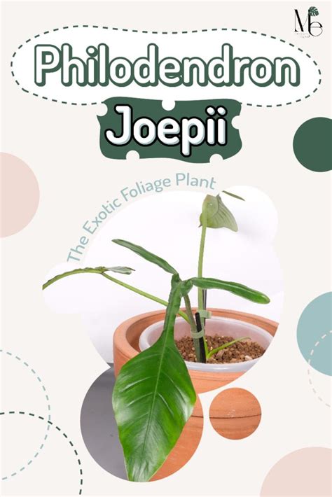 Philodendron Joepii’’, The Exotic Foliage Plant - M.E. Greenery Export