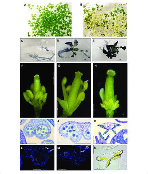 Psend Ectopic Expression In Arabidopsis Plants A F Vegetative