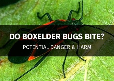 Boxelder Bugs — Facts Information Prevention And Control Pestsguide