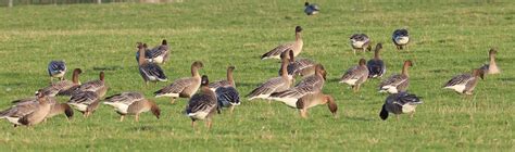 Pink Footed Geese Alun Williams Flickr