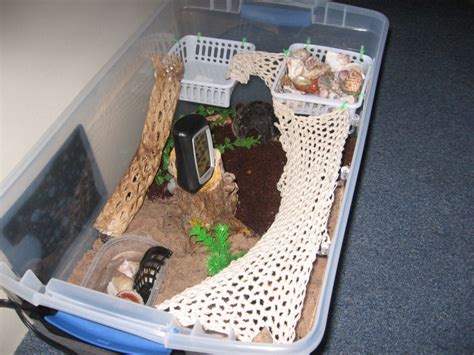 The 25+ best Hermit crab habitat ideas on Pinterest | Hermit crab cage ...