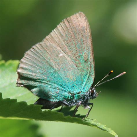 Green Hairstreak, Alner’s Gorse | Dorset Butterflies