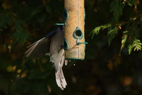 Bluejay Birdfeeder Bird Blue Free Photo On Pixabay Pixabay