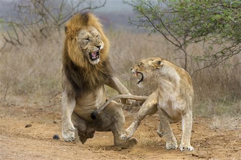 strongest animal on land